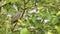 Asian koel female bird spotted in the foliage of banyan tree branch. beautiful pattern of the plumage and the red-eyed bird view