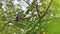 Asian koel female bird spotted in the foliage of banyan tree branch. beautiful pattern of the plumage and the red-eyed bird view