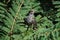 Asian koel female, Eudynamys scolopaceus, Pune, Maharashtr