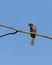 Asian Koel - Female on a perch