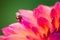 Asian Lady Beetle on beautiful Dahlia flower