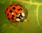 Asian lady beetle eating on cannabis leaf