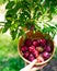 Asian lady hand lifting a round bamboo basket full of ripen Japanese plums and green foliage leaves background at home garden