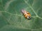 Asian ladybeetle harmonia axyridis sitting on leaf