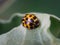 Asian ladybeetle harmonia axyridis sitting on leaf