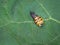 Asian ladybeetle harmonia axyridis sitting on leaf