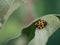 Asian ladybeetle harmonia axyridis sitting on leaf