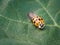 Asian ladybeetle harmonia axyridis sitting on leaf