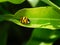 Asian Ladybeetle on a Lemon tree leaf.