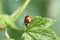 Asian ladybird (Harmonia axyridis)