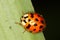 Asian ladybug ( Harmonia axyridis)