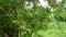 Asian Lawsonia inermis Heena tree with green buds and flowers. Mehandi leaves Used as herbal hair dye.