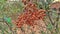 Asian Lawsonia inermis (Heena) tree with red buds and flowers