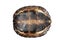 Asian leaf turtle