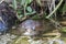 Asian leaf turtle Cyclemys dentata