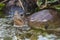Asian leaf turtle Cyclemys dentata