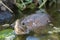 Asian leaf turtle Cyclemys dentata