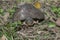 Asian leafe turtle Cyclemys dentata