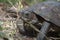 Asian leafe turtle Cyclemys dentata