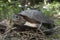 Asian leafe turtle Cyclemys dentata