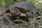Asian leafe turtle Cyclemys dentata