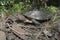 Asian leafe turtle Cyclemys dentata