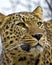 Asian leopard