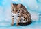 Asian leopard cat in the blue background