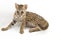 The asian leopard cat or Sunda leopard cat Prionailurus bengalensis Prionailurus javanensis