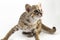 The asian leopard cat or Sunda leopard cat Prionailurus bengalensis Prionailurus javanensis