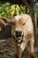 An Asian light brown beef calf looking at camera with open mouth. Seems like laughing or talking at camera.