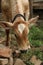 An Asian light brown beef calf, looking down with open spread ears.