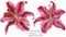 Asian Lily Stargazer, isolated flowers