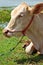 Asian lineage cow in tropical field