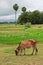 Asian lineage cow in tropical field