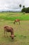 Asian lineage cow in tropical field