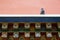 Asian lineage pigeon on tibet architecture