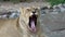 The Asian  lioness is in a good mood after eating, yawns and looks at the camera