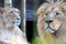 Asian lions Panthera leo persica couple