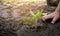 Asian little child girl planting the young tree in the garden. Saving world environment concept