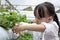 Asian Little Chinese Girl picking fresh strawberry