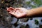 Asian little girl\\\'s right hand is collecting rainwater