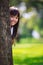 Asian little girl smiling behind a tree