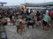 Asian Livestock market scene. Goats for sale in Padre Garcia Livestock Auction Market, Batangas, Philippines