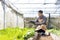 Asian local farmer growing salad lettuce and checking growth rate inside the greenhouse using organics soil approach for family