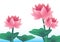 Asian lotus lily water illustration background