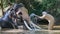 Asian mahout with elephant in creek ,Thailand.