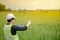 Asian male agronomist observing on rice field