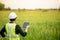 Asian male agronomist observing on rice field