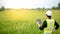 Asian male agronomist observing on rice field